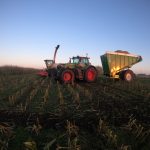 A GreenLoader and forage harvester in a maize field at sunset.