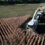 Overhead view of a forage harvester and GreenLoader cutting through brown maize.