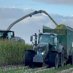 A forage harvester filling a GreenLoader in tall maize.