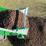 A root crop spilling from the side of a GreenLoader onto a field pile.