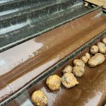 Potatoes resting on the wet conveyor of a GreenLoader.