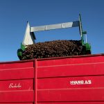 A root crop dropping from a GreenLoader conveyor into a red trailer.